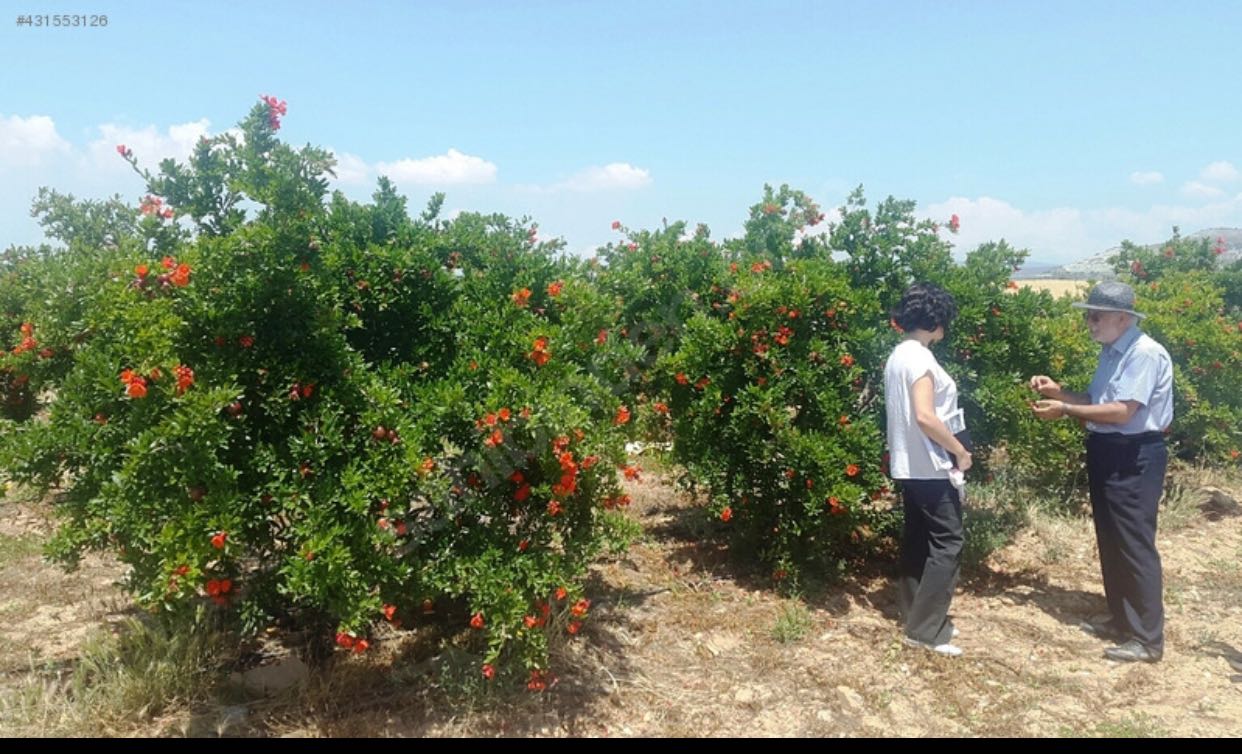 ارض زراعية للبيع في تركيا